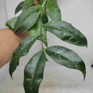 Hoya Amicabilis Rare Unique Leaves Beautiful Flowers Fast Shipping