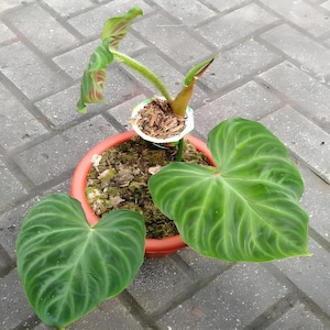 Philodendron verucosum feuilles uniques belle plante vivante meilleure qualité expédition rapide