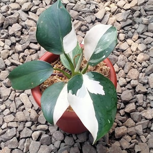 Philodendron White Wizard Variegated Unique Live Plant