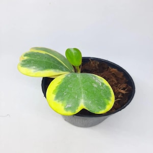 Hoya Kerrii abigarrada: hojas raras en forma de corazón