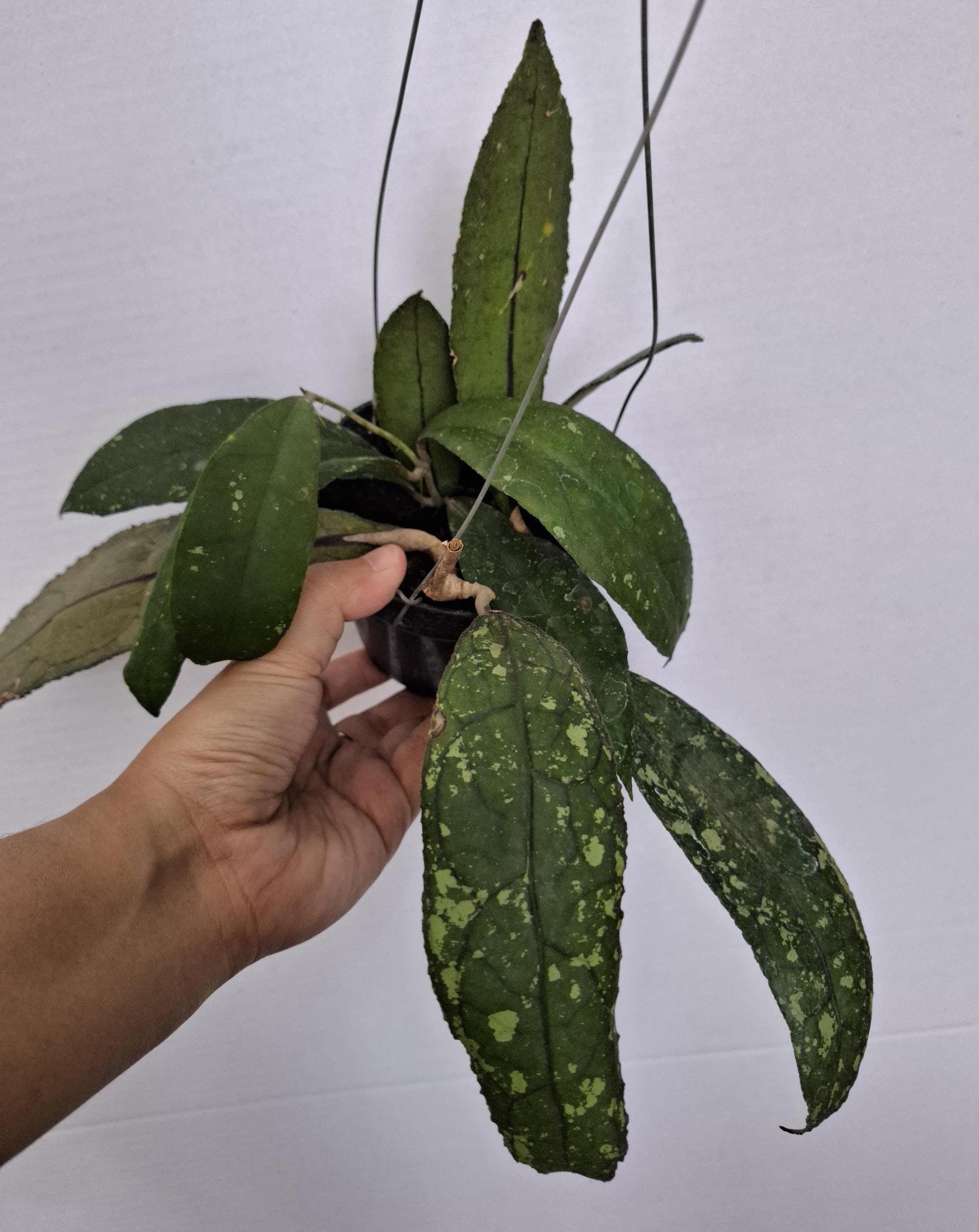 Hoya Clemensiorum Splash - Etsy