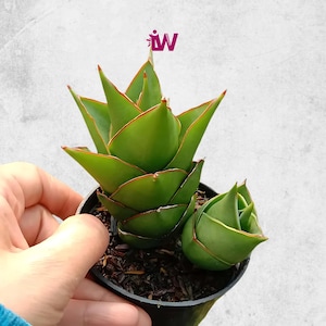 Sansevieria Pagoda Tower Rare Unique Leaves Beautiful Best Quality Fast Shipping
