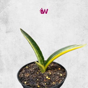 Sansevieria Somalensis Variegated Rare Unique Leaves Beautiful Best Quality Fast Shipping
