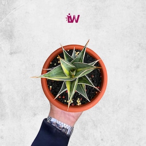 Sansevieria Pinguicula Variegated Rare Unique Leaves Beautiful Best Quality Fast Shipping