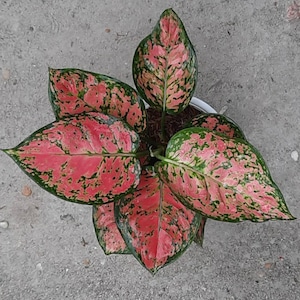 Aglaonema Dut Anjamani Rare Unique Leaves Beautiful Best Quality Fast Shipping