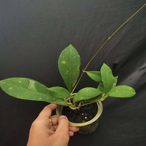 Planta rara de Hoya Polypus de tamaño mediano