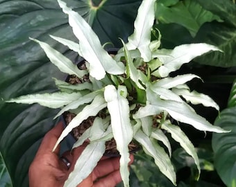 Syngonium Ngern Laima Holly Silver Condition Unique Leaves Beautiful Plant Live Best Quality Fast Shipping