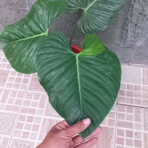 Philodendron Sodiroi Variegated  Unique Leaves Beautiful Plant Live Best Quality Fast Shipping