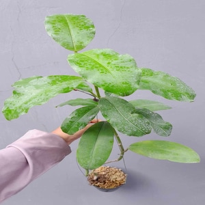 Hoya Imperialis  Rare Unique Leaves Beautiful Flowers Fast Shipping