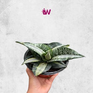 Sansevieria Trifasciata Hahnii Streaker  Rare Unique Leaves Beautiful Best Quality Fast Shipping