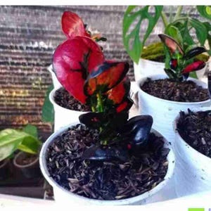 Codiaeum Variegatum Croton Apple Mikro Rare Unique Leaves Beautiful Best Quality Fast Shipping