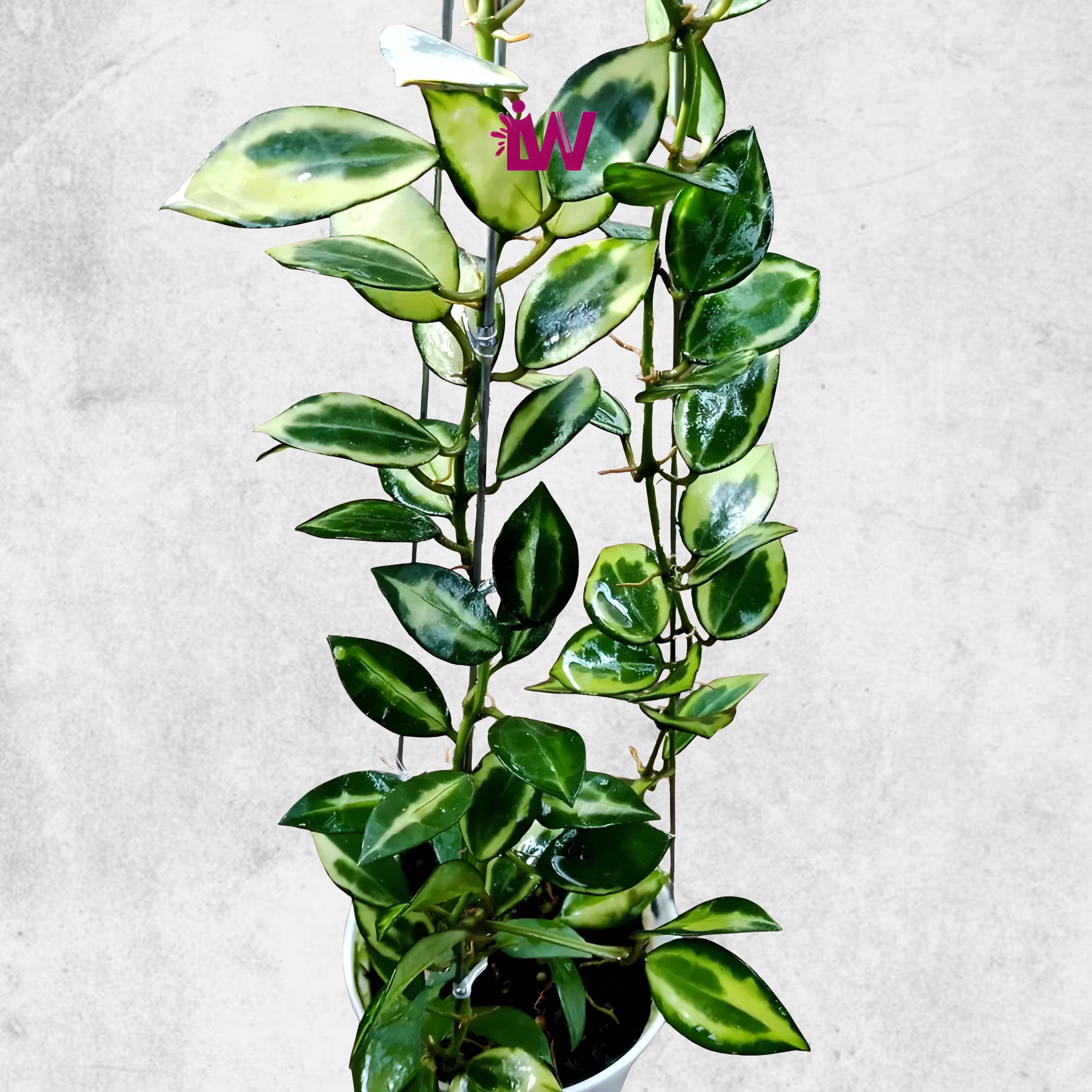 Hoya Lacunosa Queen Midori - Etsy