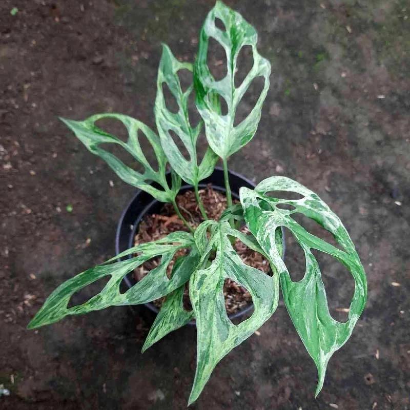 Monstera mint - Etsy 日本 Monstera mint - Etsy 日本