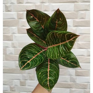 Aglaonema Black Diana Beautiful Condition Unique Aglaonema Fast Shipping