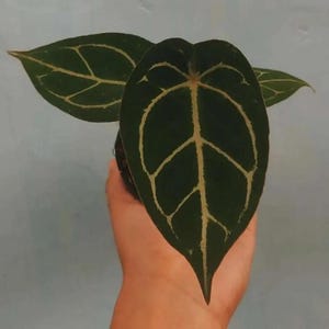 Anthurium Forgetii Unique Leaves Beautiful Plant Live Best Quality Fast Shipping