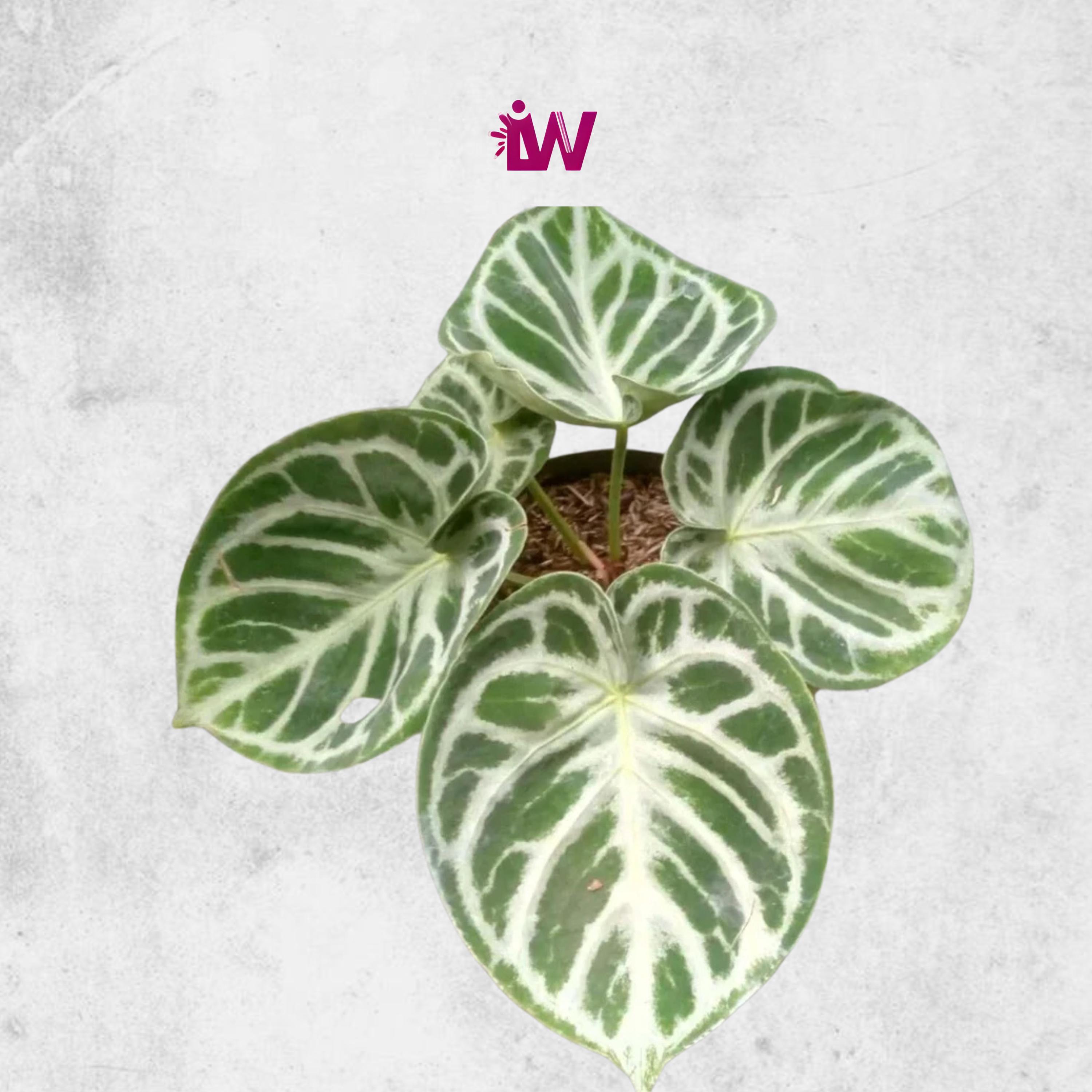 アンスリウム ドラヤキ　観葉植物　3号　レア　希少種　ハートの形 楽天市場】観葉植物/アンスリウム：ドラヤキ 3号ポット : 園芸ネット