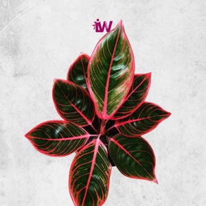 Aglaonema khanza - Etsy 日本