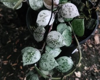 Hoya Lacunosa Black Aurora Rare Tropical Plant - Etsy