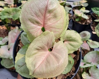 Syngonium Mango Allusion Condition Unique Leaves Beautiful Plant Live Best Quality Fast Shipping
