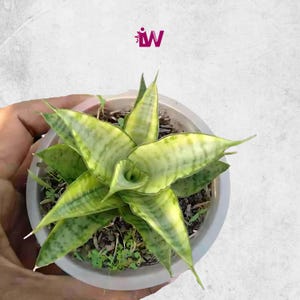 Sansevieria Gabriella White Variegated Rare Unique Leaves Beautiful Best Quality Fast Shipping