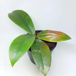 Hoya Buntokensis Green Rare Unique Leaves Beautiful Flowers Fast Shipping
