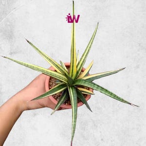 Sansevieria Volkensii Variegated Rare Unique Leaves Beautiful Best Quality Fast Shipping