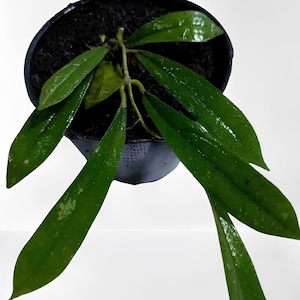 Hoya Rigidifolia, planta rara de tamaño mediano