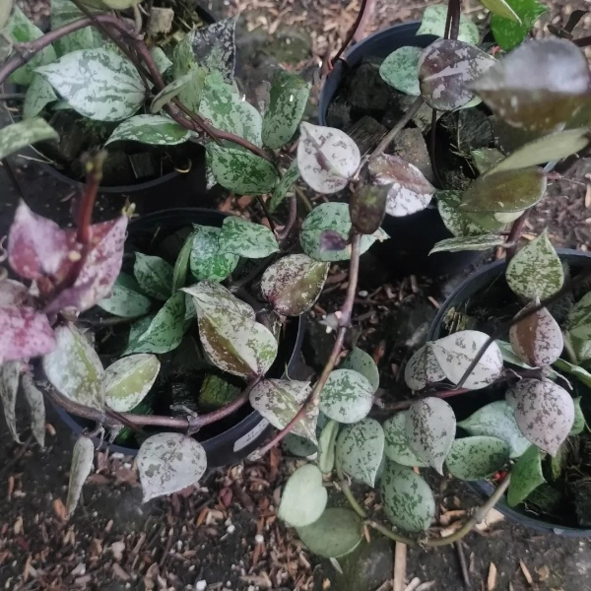 Hoya lacunosa black aurora　& 　プラ吊り鉢6個 Hoya Lacunosa Black Aurora Rare Uniqe Jungle Plant - Etsy