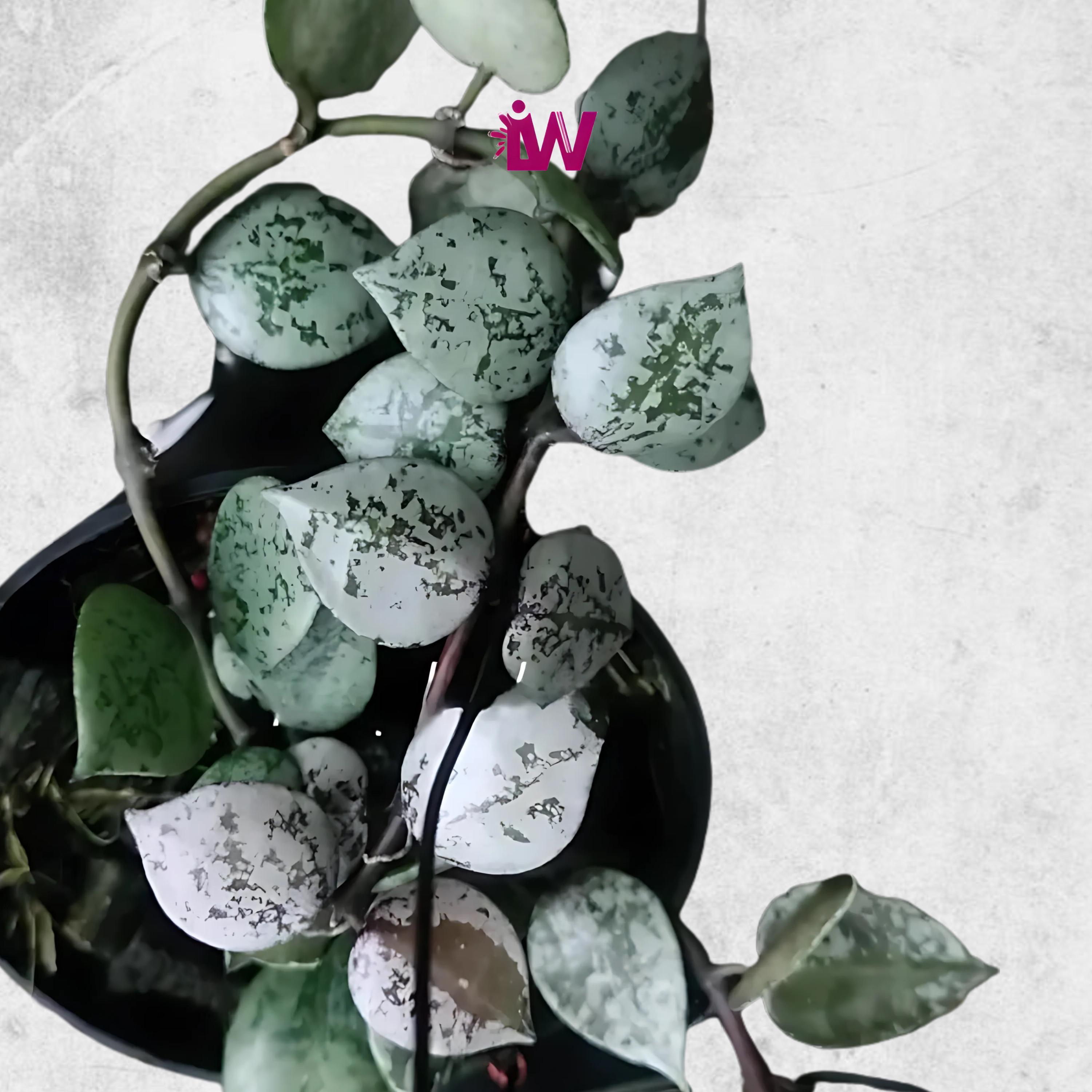 Hoya lacunosa black aurora & プラ吊り鉢6個 Hoya Lacunosa Black