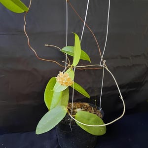 Rare Hoya Ischnopus Unique Leaves & Flowers