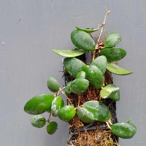 Hoya Sigillatis Rare Round Leaf Plant