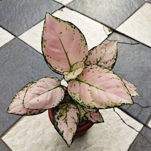 Aglaonema Pink Yulia Condition Unique Aglaonema Fast Shipping