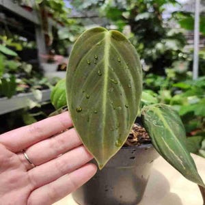 Philodendron Gigas Feuilles uniques Belle plante vivante Meilleure qualité Expédition rapide