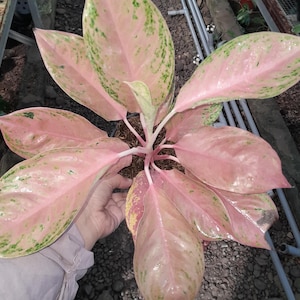 PROMO ONLY 1 Aglaonema Gadis Best Condition Unique Aglaonema Fast Shipping