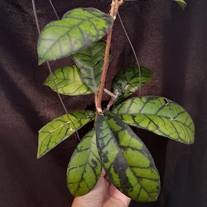 Hoya Callisthophylla Black Cat Rare Unique Leaves Beautiful Flowers Fast Shipping