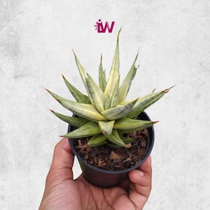 Sansevieria Francisii Variegated White Rare Unique Leaves Beautiful Best Quality Fast Shipping