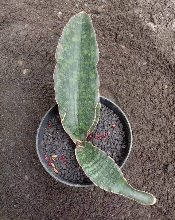 サンスベリア Dragon King variegated Sansevieria Dragon King Rare Unique Leaves Beautiful Best