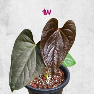 Anthurium moodeanum - Etsy 日本