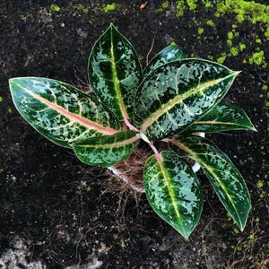 Aglaonema Gajah Mada Rare Unique Leaves Beautiful Best Quality Fast Shipping