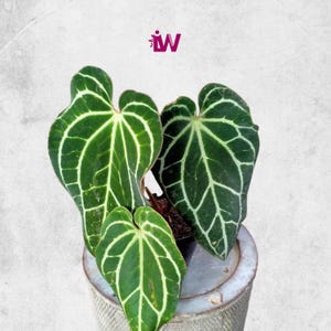 Anthurium Crystallinum Lebende Pflanze Einzigartige Geäderte Blätter