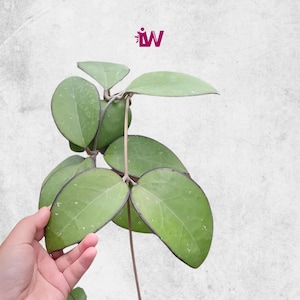 Hoya KSB 001 Rara Tamaño Mediano