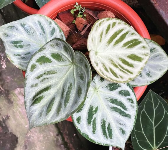 アンスリウム シルバークローム 実生 丸葉 ハート葉 アンスリウム