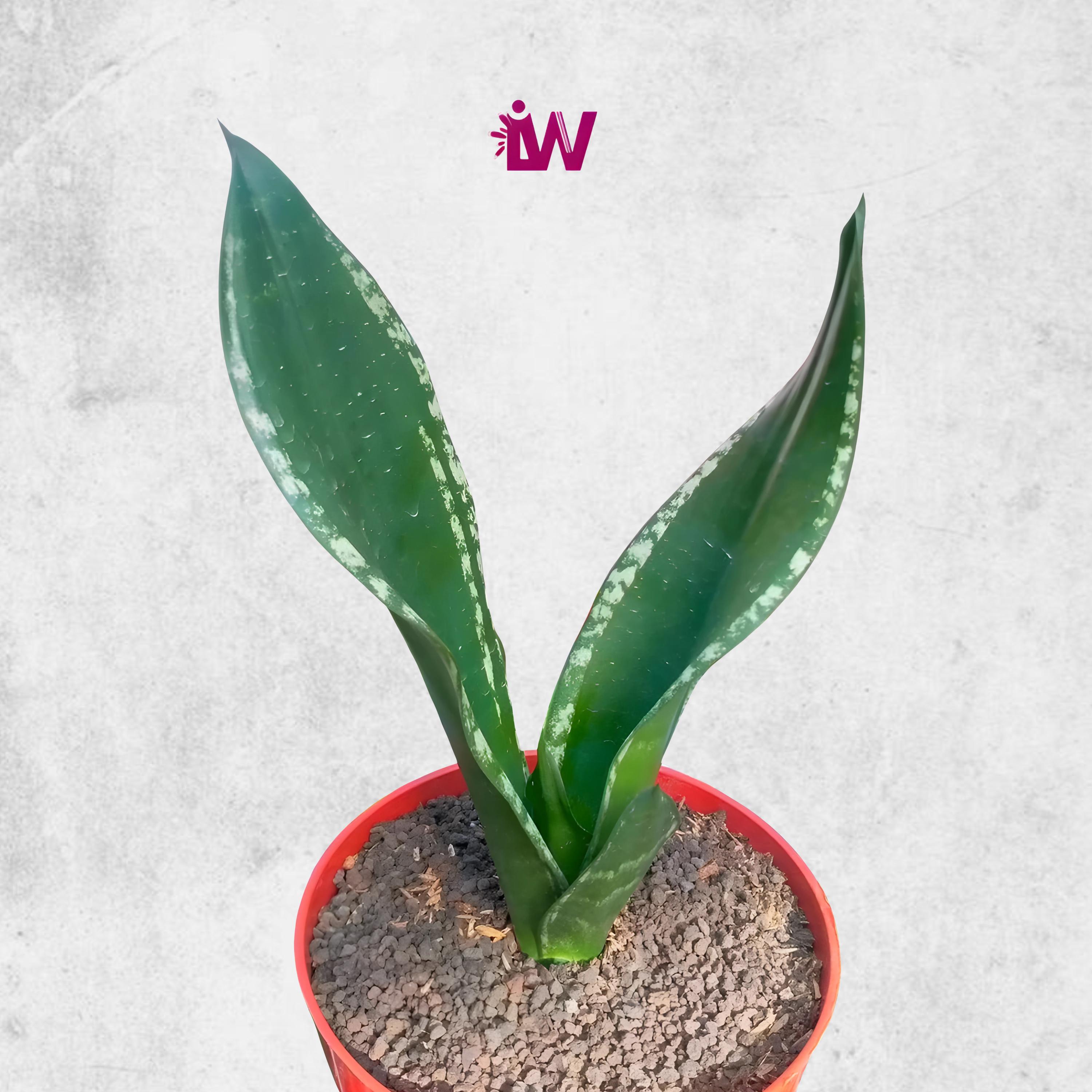 Sansevieria whitney - Etsy 日本