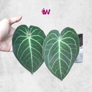 Anthurium Magnificum Lebende Pflanze Einzigartiges Laub