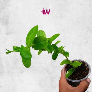 Hoya Cumingiana Planta de tamaño mediano