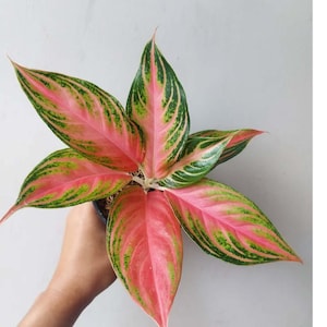 Aglaonema Pink Sunset Condition Unique Aglaonema Fast Shipping