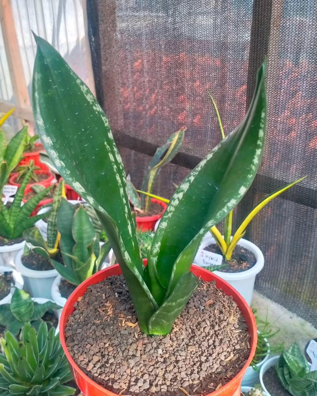Sansevieria whitney - Etsy 日本