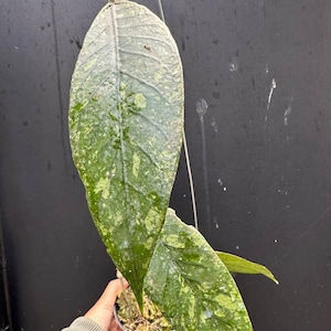 Hoya Aceh Splash Rare Unique Leaves Beautiful Flowers Fast Shipping