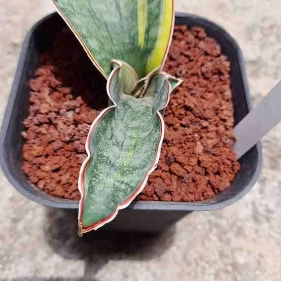 Sansevieria Dragon Jade Variegated - Etsy