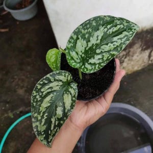 Scindapsus sp Borneo(トリカラータイプ) Scindapsus tricolor borneo | Happy Plant Nursery